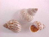 (4sets) Littorina undulata Gray, 1839....9 - 16 mm. F+. White, gray, brown; highly variable. Set of 5...Bali...$3 (4 sets available)