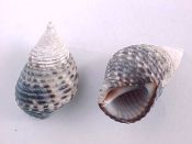 (1) Planaxis sulcatus Born, 1780....20 mm. F+. Light-colored apex, black & white speckled body whorls...Fiji...$2  (1 available)