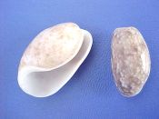 (1set) Bulla striata Bruguiere, 1792....21 - 26 mm. F+/F++. Beautiful 5 piece growth & colour pattern set..Hondurus...$6  (1 set available)