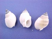(10) Nassarius albescens Dunker, 1846....11 - 14 mm. F+. White with gray apex...Bali...$2 for 3 (10 available)
