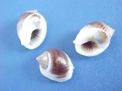 (3) Nassarius globosus Quoy & Gaimard, 1833....11 mm. F++. Chocolate brown with white callous...Samoa...$2 for 3 (3 available)