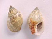 (3prs) Nassarius olivaceus Bruguiere, 1789....13 - 15 mm. F+. Tan & brown, with rusty stain at base...Bali...$2 (3 pairs available)