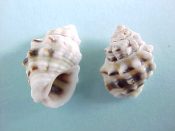 (1pr) Nassarius subspinosus Lamarck, 1822....12 - 13 mm. F+. White & spiney with dark spiral bands...Philippines...$3 (1 pair available)