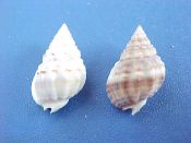 (1pr) Nassarius vibex Say, 1822....10 - 15 mm. F.  Light & dark pair...Florida...$2  (1 pair available)