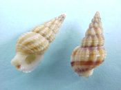 (4) Nassarius vaucheri Pallary, 1906....12 - 13 mm. F++. Tan & brown, high spired & ridged. Elegant!...Portugal...$6 (4 available)