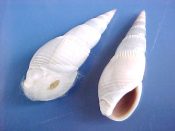 (1) Bullia vittata Linne, 1767....47 mm. F++ w/operc. Light gray with good lip & rarely retained small operc...India...$5 (1 available)