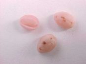 (15) Trivia quadripunctata Gray, 1827....5 - 8 mm. F+. Pastel pink & tiny...Gulf of Mexico...$5 for 2 (15 available)