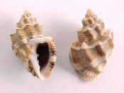 (2prs) Scalptia scalariformis Lamarck, 1822....23 - 28 mm. F+/F++. Excellently-contrasting pairs...Philippines...$8 (2 pairs available)