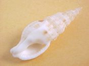 (1) Colubraria castanea Kuroda & Habe, 1952....41 mm. F+. Thinner than C. muricata & with shiney callous...Philippines...$25 (1 available)