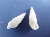 (4) Mucronalia gigas Kuroda & Habe, 1950....6 - 8 mm. F+.  Nice white Melanella-type beastie...Philippines...$5   (4 available)