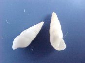 (4) Mucronalia gigas Kuroda & Habe, 1950....6 - 8 mm. F+. Nice white Melanella-type beastie...Philippines...$5 (4 available)