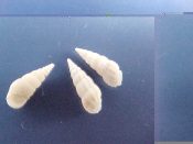 (8) Zebina gigantea Deshayes, 1850....4 - 6 mm. F+. White to tan. Don't let the species name fool you...Philippines...$3 (8 available)