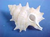 (4) Biplex aculeatum Schepman, 1909....25 - 32 mm. F+. Spinier, more beaded & with deeper sutures than B. perca...Philippines...$4 (4 available)