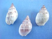 (2) Nassarius luridus Gould, 1849....15 - 16 mm. F++. Gray with brown bands & white lip...Philippines...$2 (2 available)