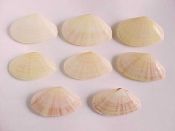(8) Tellina virgata Linne, 1758....36 - 41 mm. F++. Philippines...$3 for 2 (8 available)