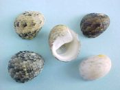 (1set) Nerita histrio Linne, 1758....13 - 18 mm. F+. Nice 5 piece variety pac from alternate locality...India...$9 (1 set available)