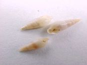 (5) Haliella abyssicola Bartsch, 1917....9 - 11 mm. F++.  Almost never offered!!...Washington...$13  (5 available)