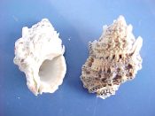 (4) Bursa leo Shikama, 1964....40 to 46 mm. F++. Neat, long anterior canals on these large-for-the-species examples...Philippines...$6 (4 available)