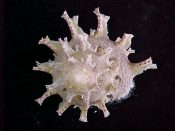 (1) Bolma girgyllus Reeve, 1843....40 mm. F++. Mid-sized, but with fabulous spine development, about as close to Gem as this species gets...$25 (1 available)