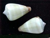 (2) Conus messiasi Rolan & Fernandes, 1990....24 to 26 mm. F++. Highly select specimens with intact spires. one white band on blue-gray...Cape Verde Islands...$20 (2 available)