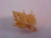 (1) Murexiella judithae D'Attilio & Bartsch, 1980....18 mm. F+. Has long, intact shoulder spines...Philippines...$15 (1 available)