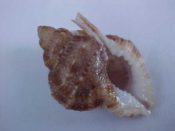 (1) Bursa (Bufonaria) nobilis Reeve, 1844....33 mm. F++. Brown with white apperture and an amazingly long posterior canal...Philippines...$10 (1 available)