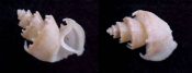 (2) Trigonostoma antiquata Hinds, 1843....17 to 18 mm. F+ to F++. Hard to find little guys with great sculpture & upturned tiny shoulder spines...Philippines...$25 (2 available)