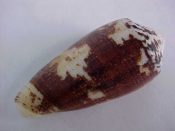 (1) Conus magus fm. fulvobullatus daMotta, 1982....51 mm. F++. Extreme for the form!! Brown blotched, with lines of fine brown specks & full lip...Philippines...$32 (1 available)