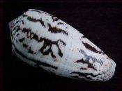 (1) Conus magus fm. fulvobullatus daMotta, 1982....68 mm. F+. VERY unusual pattern!! Dark blotches concentrated into black axial zebra stripes...Philippines...$38 (1 available)