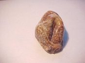 (1) Cypraea arabica Linneus, 1758....41 mm. F+ high. ULTRAFREAK!!!!!! This is one of the strangest cowrie specimens I've ever seen: it almost appears to be tied in a knot!!...India...$100 new price (negotiable) (1 available)