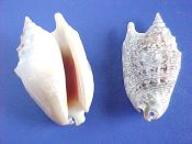 (3prs) Strombus aurisdianae Linne, 1758....53 to 68 mm. F++.  Select pairs, with thick lip, orange apperture & full canal & lip "horn"...Indonesia...$5  (3 pairs available)