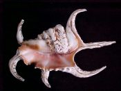 (2) Lambis chiragra Linne, 1758....150 to 210 mm. F+ nicely. Heavy, long spined & with pretty pink apperture...Indonesia...$10 (2 available) OVERSIZE