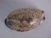 (1) Cypraea cf. arabica Linne, 1758....50 mm. F++. NICE Freak! At least 30 degree twist to posterior end. Talk about leftist leanings! Also, has an unusually "open" pattern, similar to scurra...India...$17 (1 available)