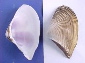 (2) Hecuba scortum Linne, 1758....55 to 60 mm. F++. Clams!! Big, fresh examples, with full perio & rich purple interior...India...$4 (2 available)