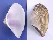 (2) Hecuba scortum Linne, 1758....55 to 60 mm. F++. Clams!! Big, fresh examples, with full perio & rich purple interior...India...$4 (2 available)