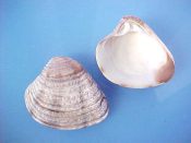 (1) Chione subrugosa Wood, 1828....35 mm. F+. With gray rays & fine brown speckles on strong concentric ridges...Mexico...$6 (1 available)