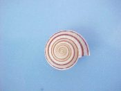 (1) Architectonica modesta Philippi, 1848....15 mm. F++. Odd small species with pattern of only 2 brown spiral lines...Philippines...$15 (1 available)