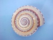 (1) Architectonica species....35 mm. F+. Richly coloured fresh specimen with striking brown spotted base...Philippines...$9 (1 available)