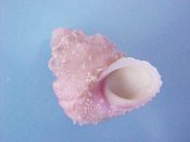 (1) Astralium roseobasis Dekker, 2003....21 mm. F++. Great specimen of this recently coined Trochid, lavender pink with purple columella & no encrustations...Philippines...$13 (1 available)