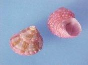 (1pr) Bolma minutiradiosa....13 & 14 mm. F++. Pretty pair, one in bright red, the other mottled in tan brown & pink...Philippines...$12 (1 pair available)