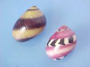 (1pr) Neritina waigiensis Lesson, 1831....16 & 18 mm. F++. Extreme pair! one banded like a humbug in brown & creamy yellow, the other in bright red with black & white alternating bands...$6 (1 pair available)