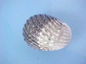 (1) Nerita exuvia Linne, 1758....40 mm. F++. Highly unusual specimen started life as an albino but seems to have switched on its colour genes in a couple of stages...Philippines...$6 (1 available)