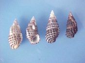 (1set) Clypeomorus tuberculatus Linne, 1758....22 to 26 mm. F+ to F++. Neat 4 piece set showing variability of pattern...Philippines...$12 (1 set available)