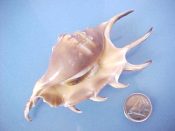 (1) Lambis lambis Linne, 1758....94 mm. F++ w/operc. Amazing, fully adult dwarf specimen complete with operc...Philippines...$25 (1 available)