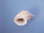(1) Trigonostoma obliquata Lamarck, 1822....17 mm. F++. Presumably named obliquata due to its angled axial ridges. Fully mature, with huge lip varix...Philippines...$7 (1 available)