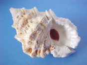 (1) Bursa bufonia Gmelin, 1791....61 mm.. F++ w/operc. Massive specimen, white with brown dashed cords & long anal canals...Philippines...$18 (1 available)