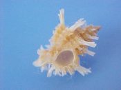 (1) Murexiella judithae D'Attilio & Bartsch, 1980....19 mm. F++. Nice specimen with spines intact...Philippines...$17 (1 available)