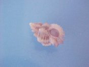 (1) Favartia dorothyae Emerson & D'Attilio, 1979....13 mm. F++. Excellent example of the tiny pink form...Philippines...$7 (1 available)