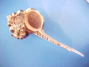 (1) Haustellum haustellum Linne, 1758....143mm. F++. Good sized top grade example with totally intact orange rimmed aperture...Philippines...$9 (1 available)