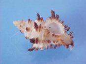 (1) Murexiell abalteata Sowerby, 1841....20 mm. F++. Unbeatable balteata! Has full apex, lip & each brown spine intact...Philippines...$9 (1 available)